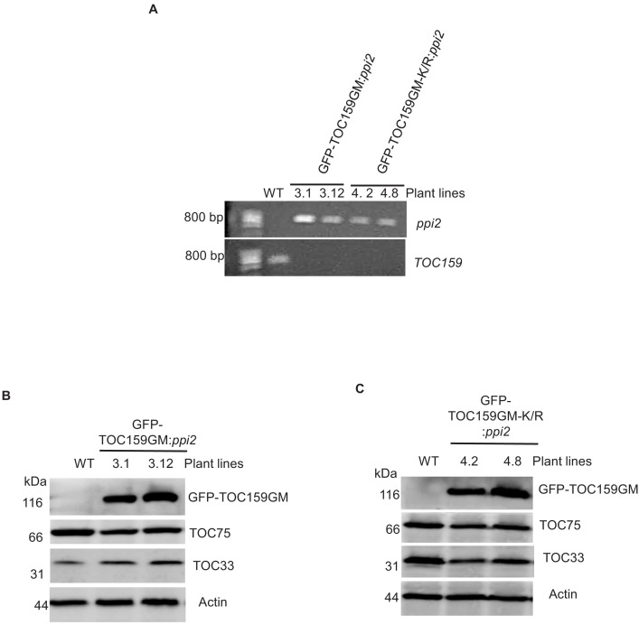 Figure 2—figure supplement 1.