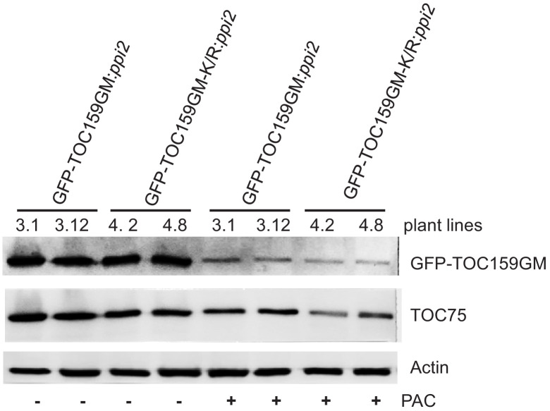 Figure 3—figure supplement 1.