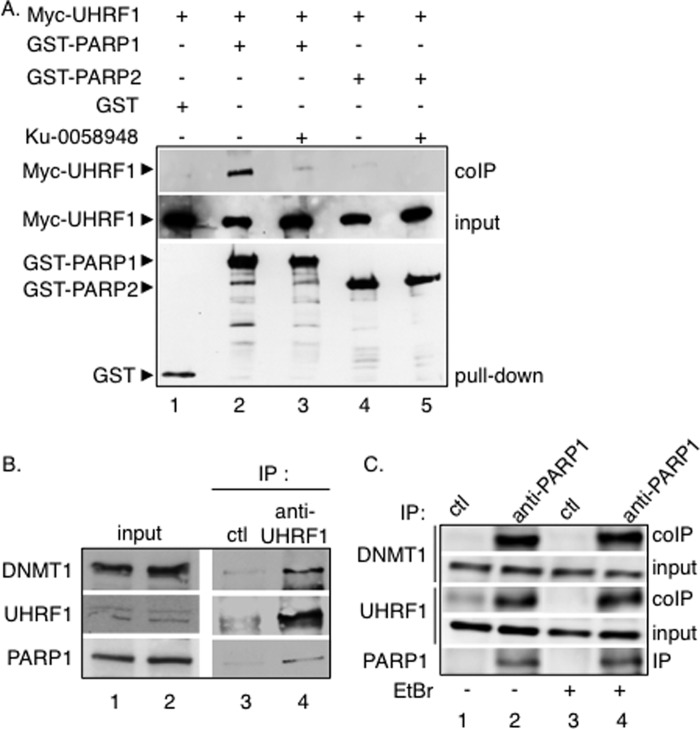 FIGURE 1.