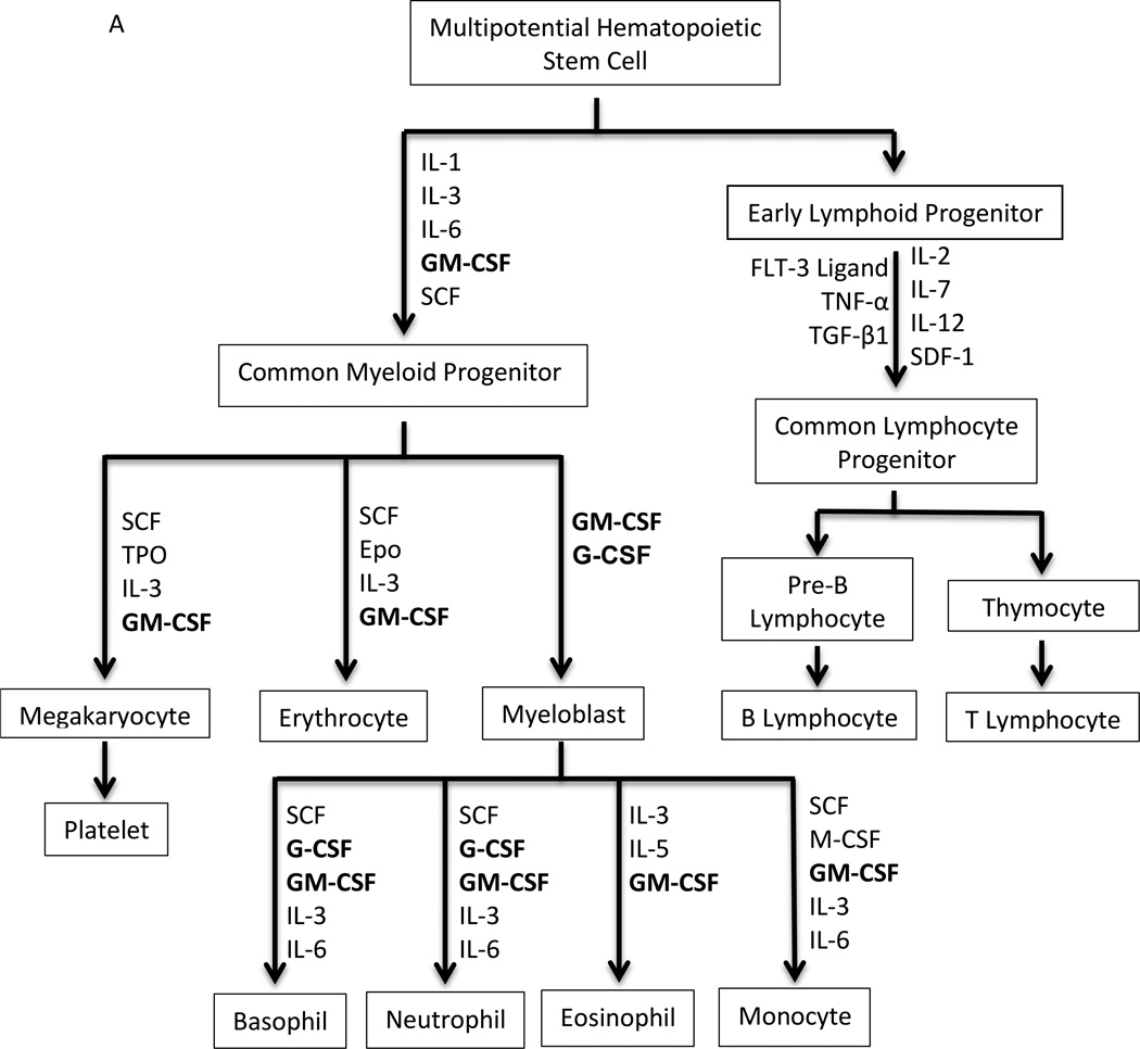 G-CSF and GM-CSF in Neutropenia - PMC