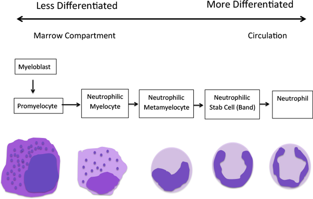 G-CSF and GM-CSF in Neutropenia - PMC