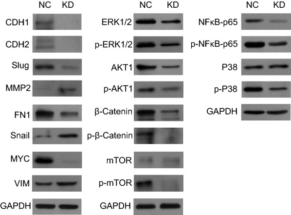 Fig. 7