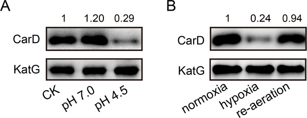 Figure 2—figure supplement 1.