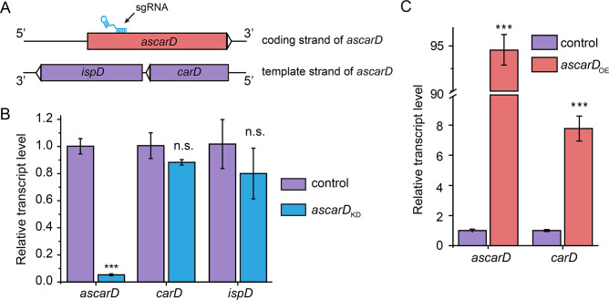 Figure 5—figure supplement 1.