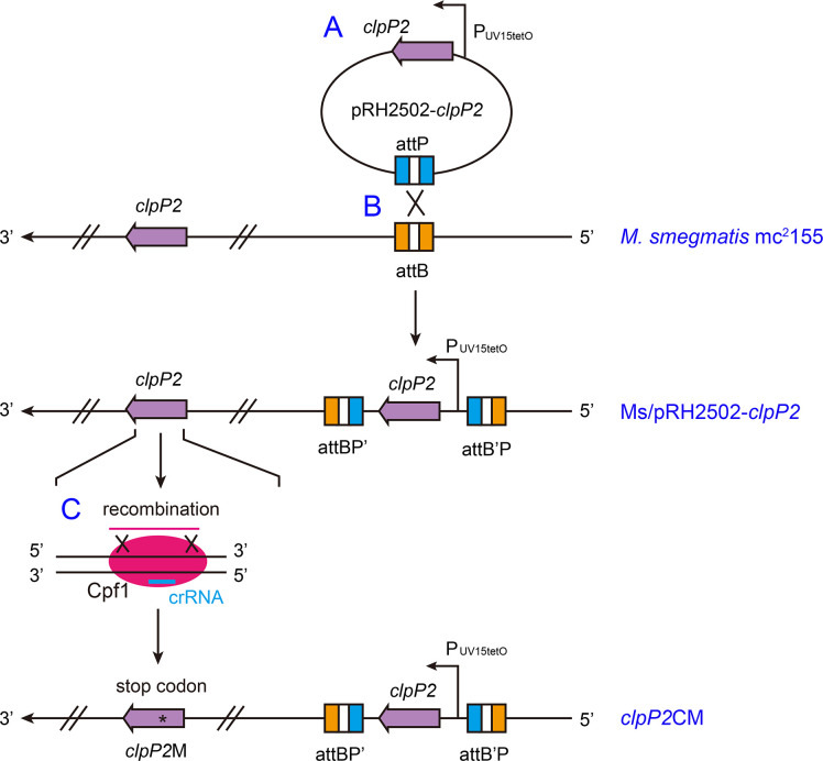 Figure 3—figure supplement 1.