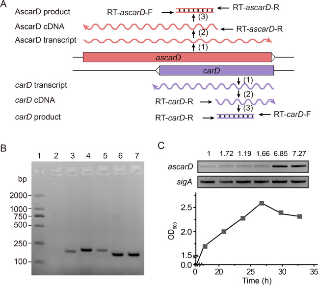 Figure 4—figure supplement 1.