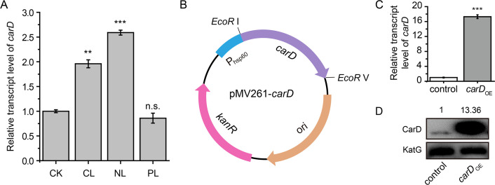 Figure 1—figure supplement 1.