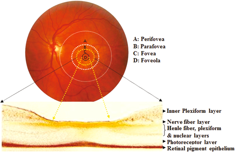 Fig. 2