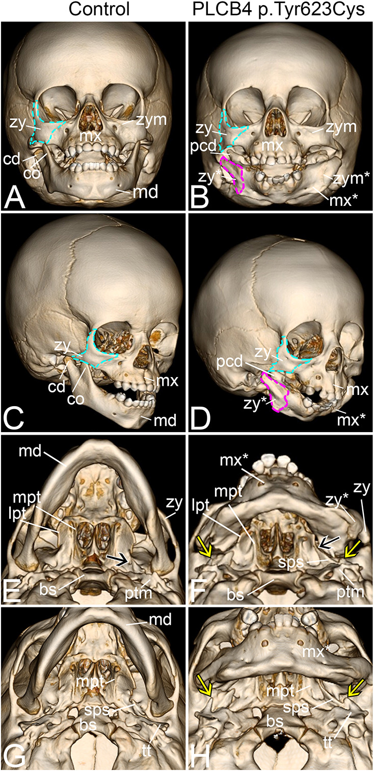 Fig. 8.