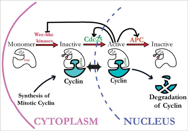 Figure 1.