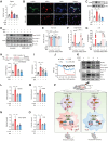 Figure 7. EPA prevents OIPN by suppressing the formation of NETs and abolishing the activation of NLRP3 inflammasome. A, NET formation was quantitatively detected by Sytox Green staining. Bone marrow–derived neutrophils were incubated with LPS (1 μg/mL) for 4 hours. DHA (20 μmol/L) or EPA (20 μmol/L) was added to the medium 1 hour before LPS. Then, the cells were stained with 1 μmol/L Sytox Green for 15 minutes, and fluorescence intensity was captured at an emission peak of 523 nm when excited by a 488 nm argon-ion laser (n = 8). B, Immunofluorescence staining of NETs was performed: H3Cit (green), MPO (red) and DAPI (blue). The images are representative of three independent experiments. Scale bar, 50 μm. C, Bone marrow–derived neutrophils were incubated with LPS (10 μg/mL) for 1 hour, and EPA (20 μmol/L) was added to the medium for 1 hour before LPS treatment. The phosphorylation of JNK was analyzed by western blotting (n = 3). D–G, BMDMs transfected with Arrb2-targeting siRNA were pretreated with EPA (20 μmol/L) for 1 hour before NET stimulation. BMDMs were stimulated with NETs for 3 hours in presence of EPA, and then oxaliplatin (10 μmol/L) was added for 1 hour. Western blot was used to test the activation of NLRP3 inflammasomes–related proteins [Pro-IL18, caspase-1 (p20)] in BMDMs in both culture supernatants (Pro-IL18) and cell lysates [caspase-1 (p20); n = 3)]. D–F, IL18 in supernatants was analyzed by ELISA (n = 3). G. H–O, EPA (1 g/kg, i.g.) was administered by gavage 5 days before the initiation of L-OHP treatment to the 14th day. The levels of cfDNA and H3Cit in the plasma were evaluated by the Quant-iTPico green dsDNA kit and the H3Cit ELISA kit (n = 8; H–I). The mechanical pain threshold was tested for 14 days by the von Frey test (n = 8; J). The protein levels of H3Cit, NLRP3, caspase-1(p20) and IL18 in the DRG were evaluated on the 14th day after the initiation of L-OHP treatment by western blot (n = 3; K–O). P, Schematic illustration indicating that oxaliplatin-induced NETs contribute to the development of OIPN via NLRP3 activation and IL18 release. *, P < 0.05; **, P < 0.01; ***, P < 0.001. Data, mean ± SEM.