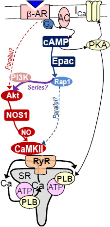 graphic file with name nihms876930u1.jpg