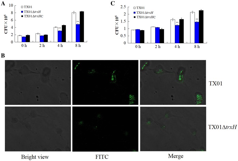 Figure 4