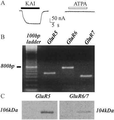 Fig 5.