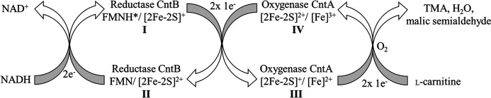 Figure 10.