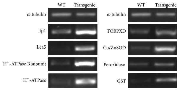 Figure 7