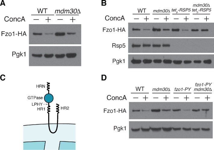 FIGURE 4: