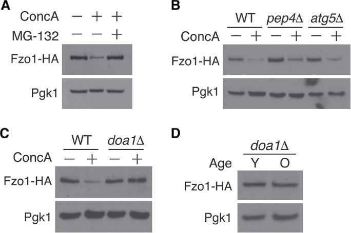 FIGURE 3: