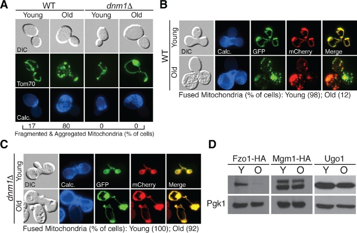 FIGURE 1: