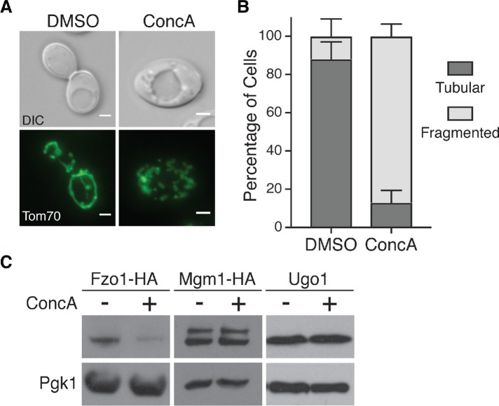 FIGURE 2: