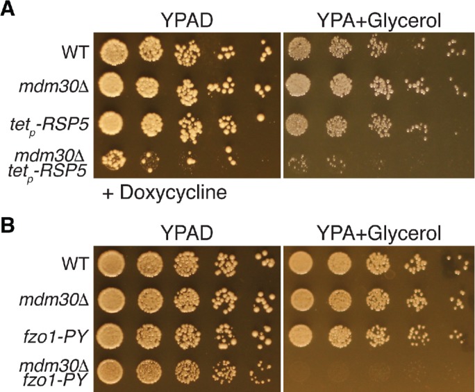 FIGURE 6: