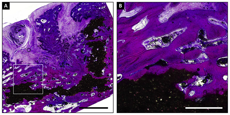 Fig. 8