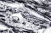 Figure 37