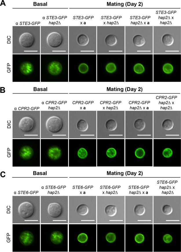 FIG 6