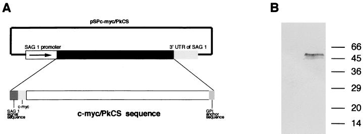 FIG. 1