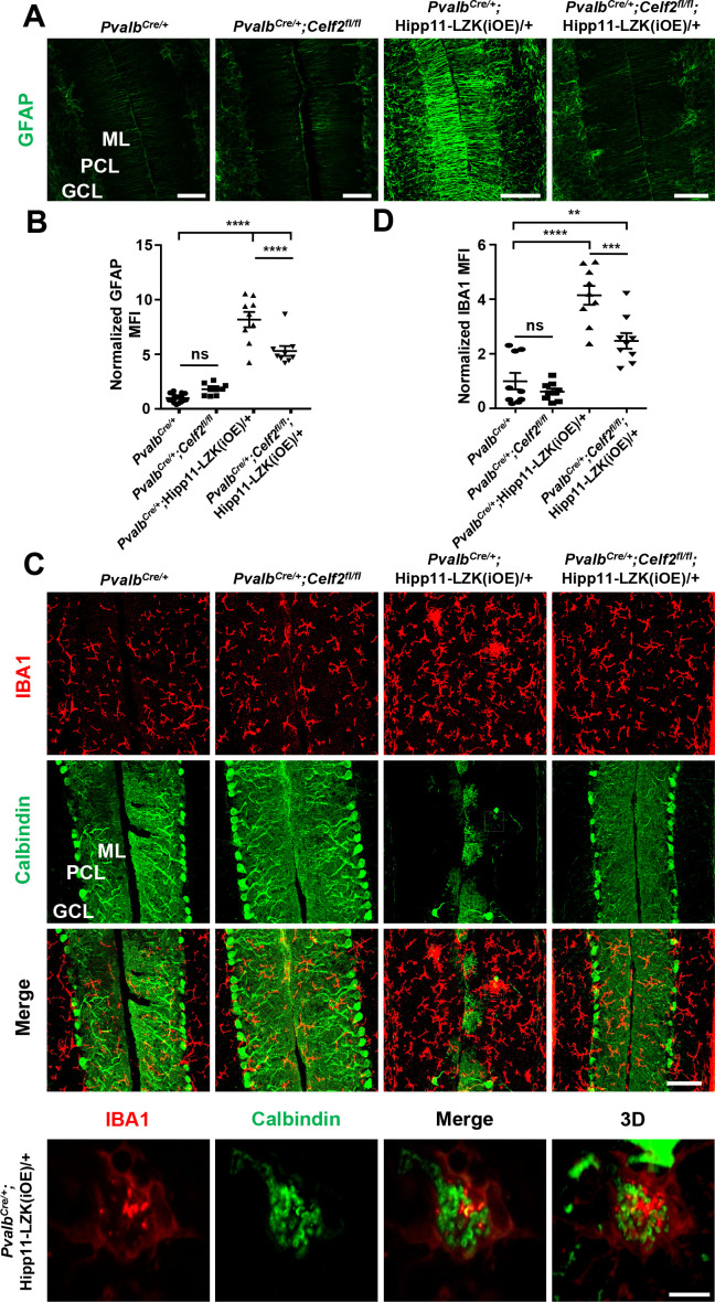 Figure 5—figure supplement 2.