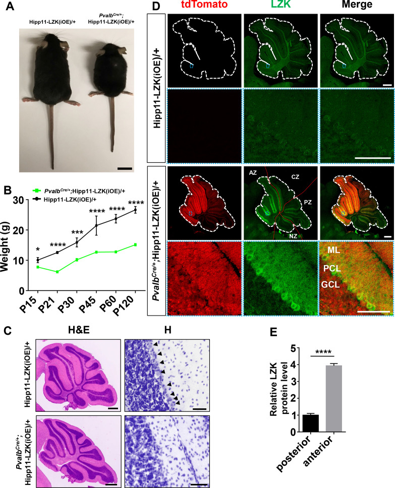 Figure 4—figure supplement 1.