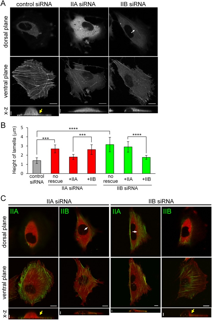 FIGURE 3: