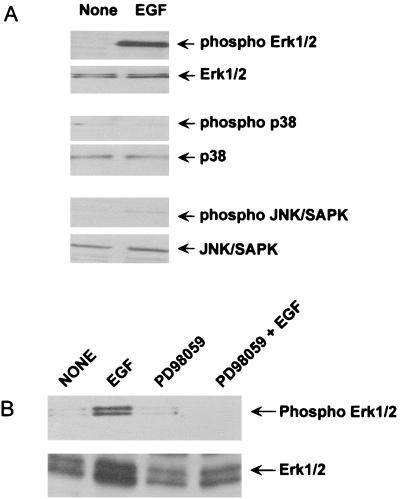 FIG. 8