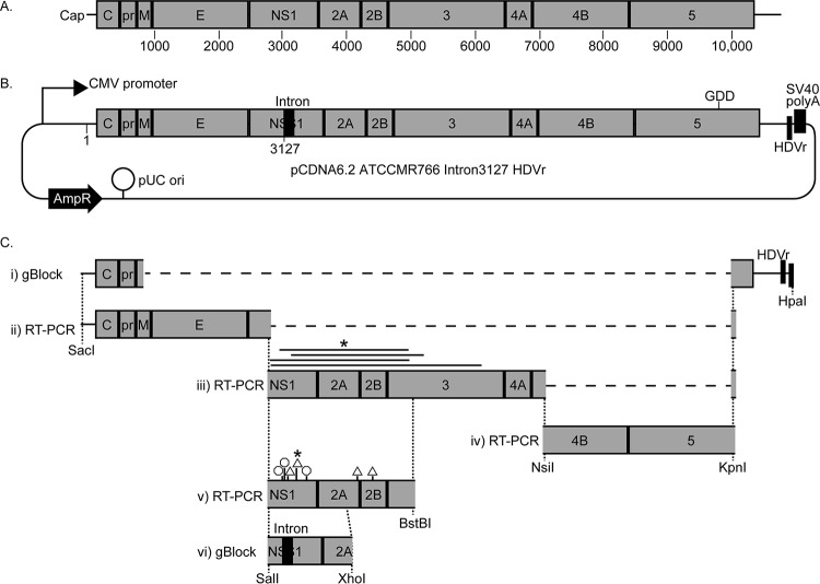 FIG 1 