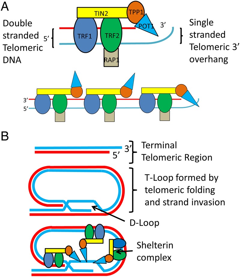 Figure 1