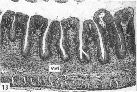 Fig. 13