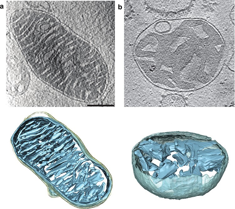 Fig. 3.