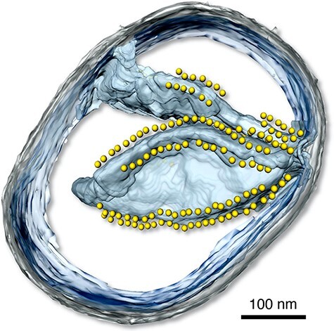 Fig. 5.