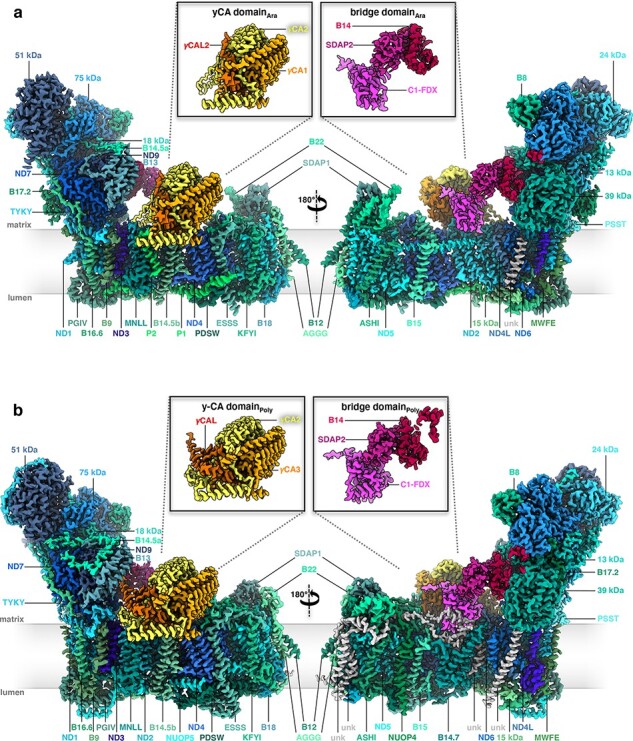 Fig. 11.