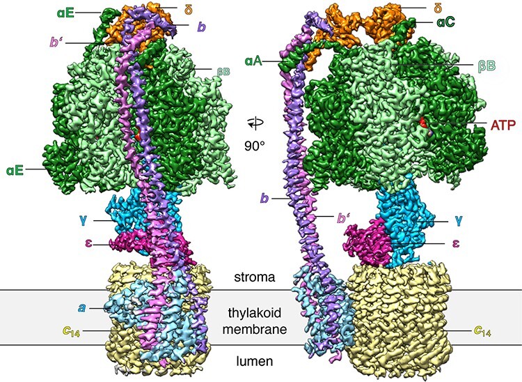 Fig. 12.