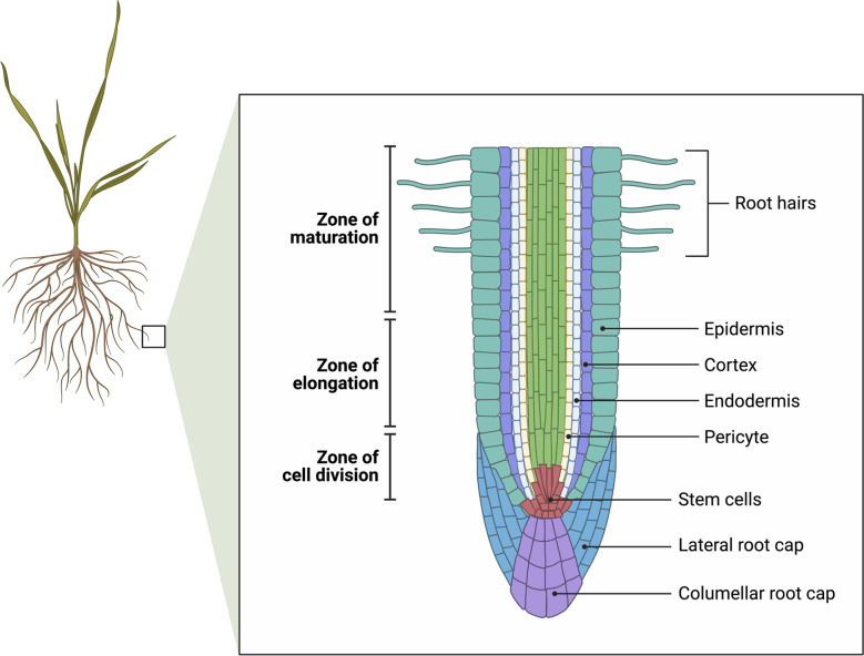 Figure 2