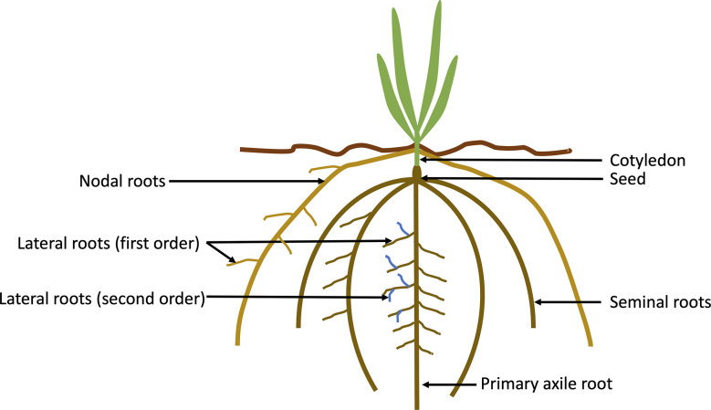 Figure 1