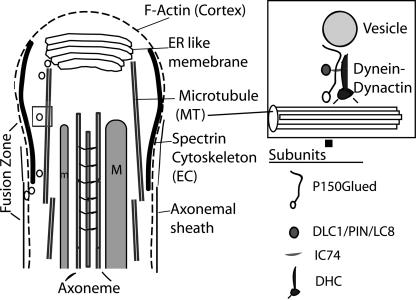 Figure 9.