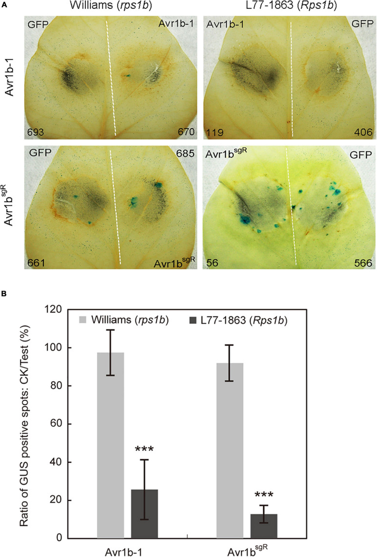 FIGURE 5