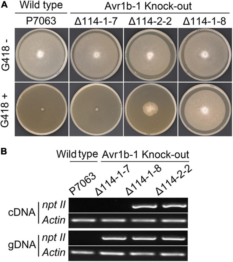 FIGURE 4