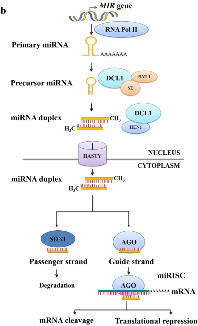 RNA interference and crop protection against biotic stresses - PMC