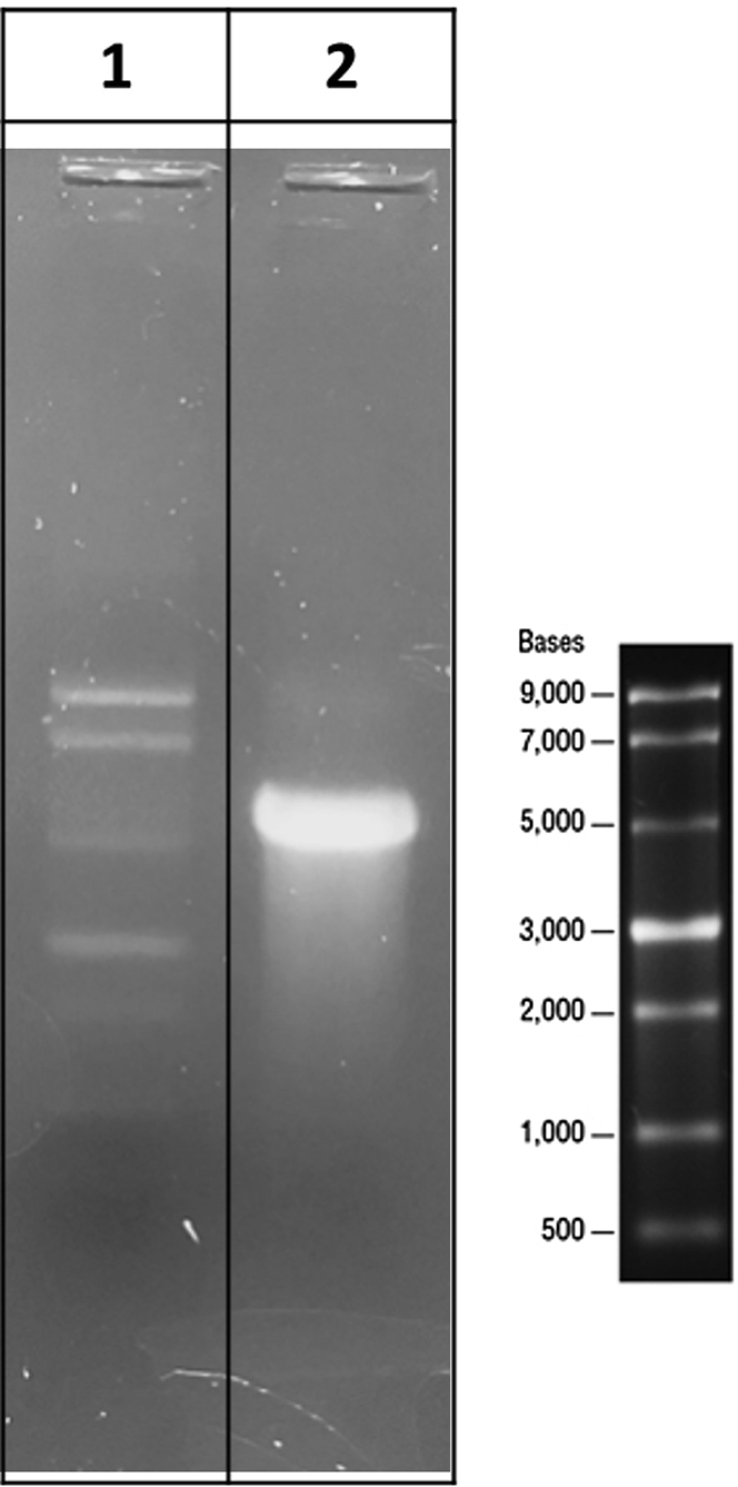 Figure 4