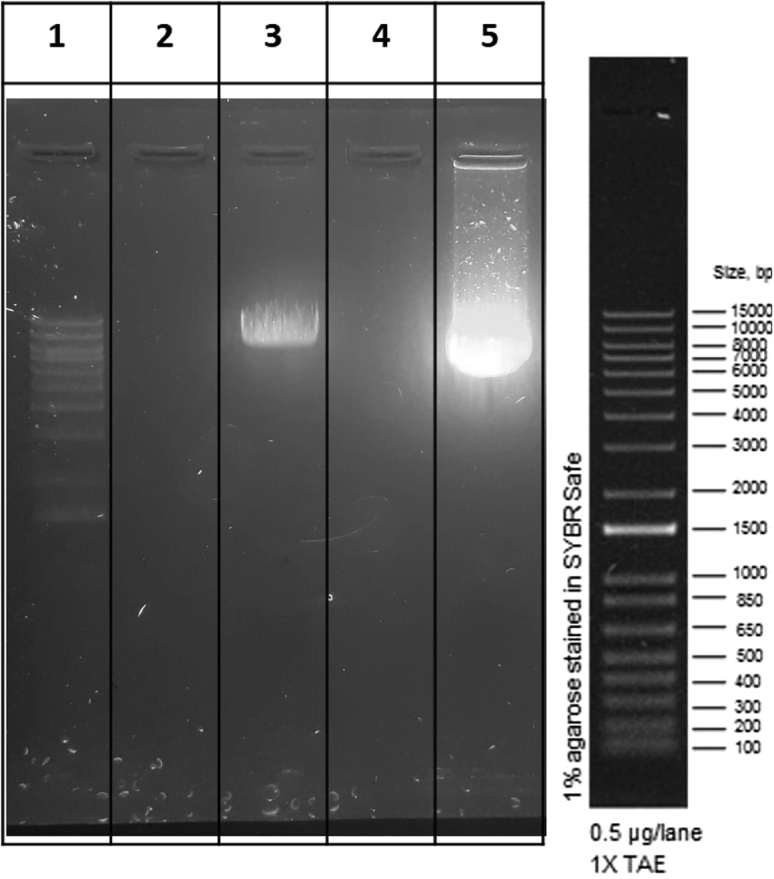 Figure 3