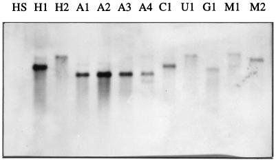 FIG. 5