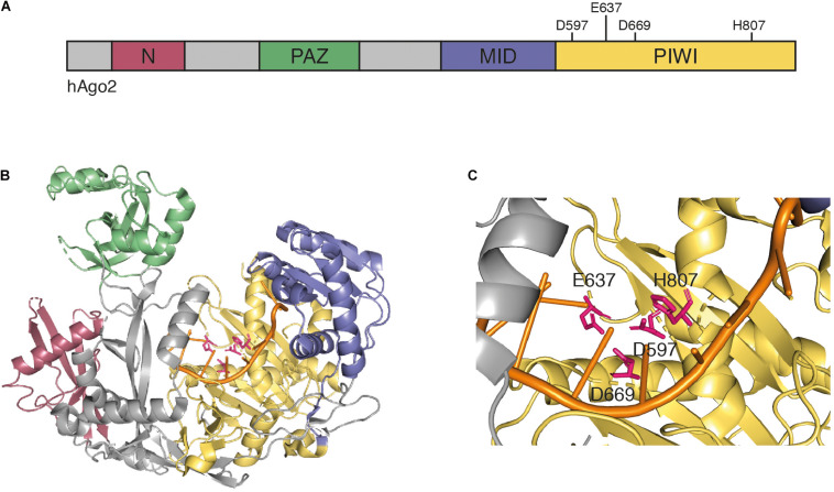 FIGURE 1